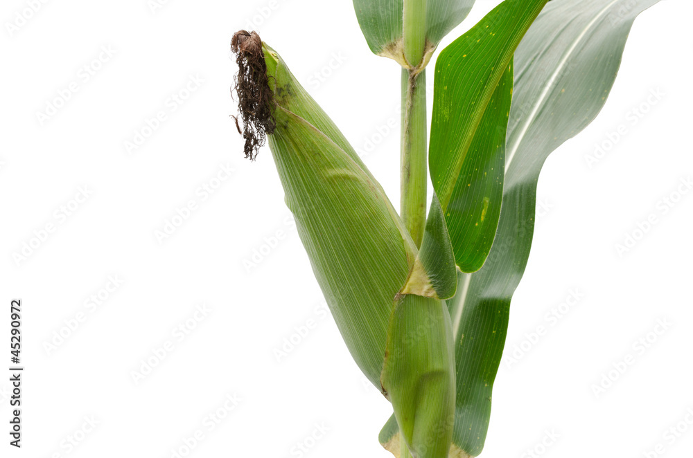 raw corn isolated on white background raw corn isolated on white background