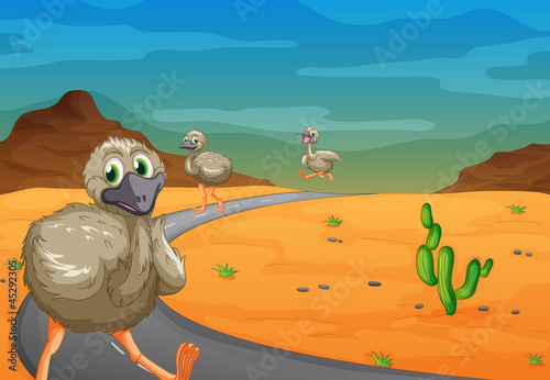 Emu in desert