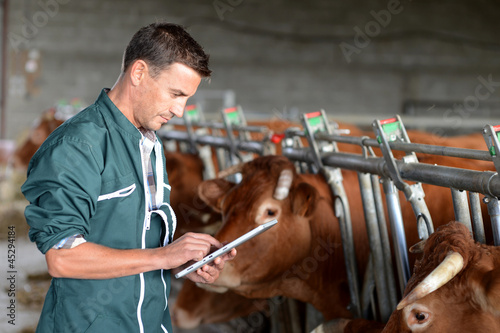 Fotografia, Obraz Cow breeder using touchpad inside the barn