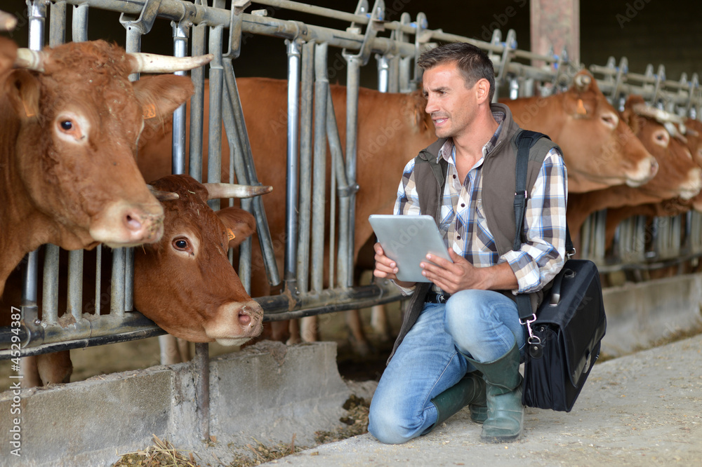 Breeder in cow barn using digital tablet
