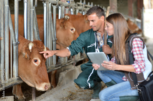Farmer and veterinarian checking on cows