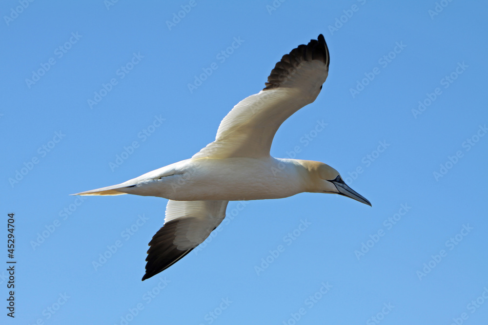 Basstölpel am Vogelfelsen auf Helgoland Basstölpel am Vogelfelsen auf Helgoland