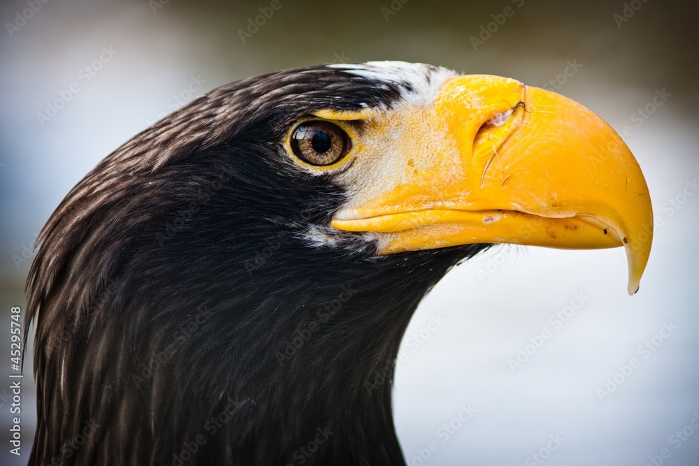 eagle Eastern
