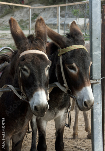 donkeys in a paddock © annata78