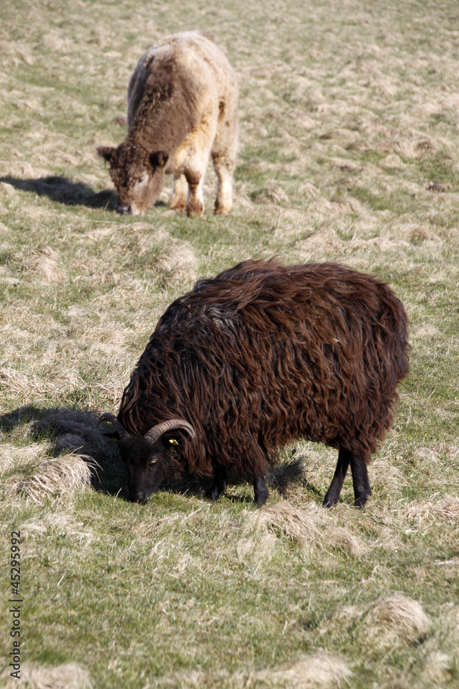 Skudde und Hochlandrind auf Helgoland Skudde und Hochlandrind auf Helgoland