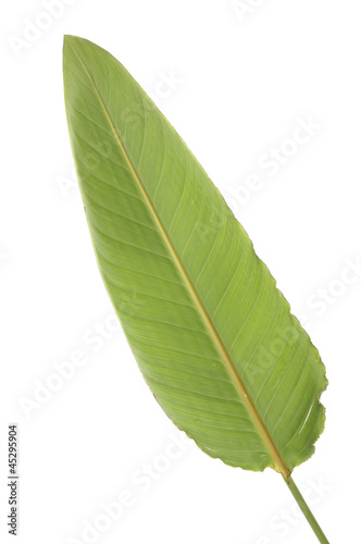 Leaf of a plant close up