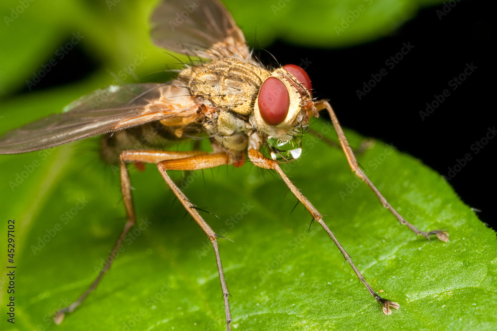 Yellowish fly with a water bubble under the jaw Yellowish fly with a water bubble under the jaw
