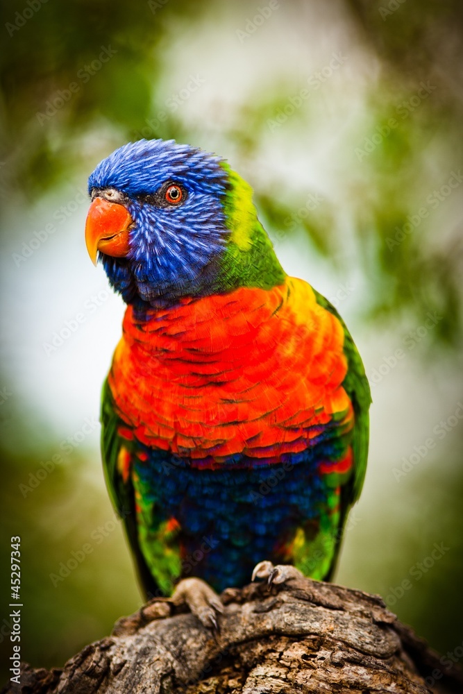 lori Lorikeet