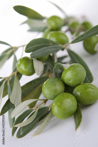 Wallpaper Mural green olive Torontodigital.ca