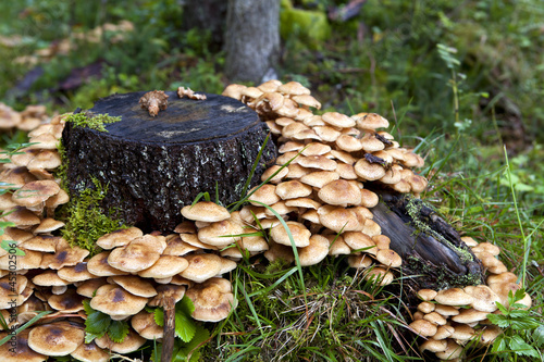 honey edible mushrooms