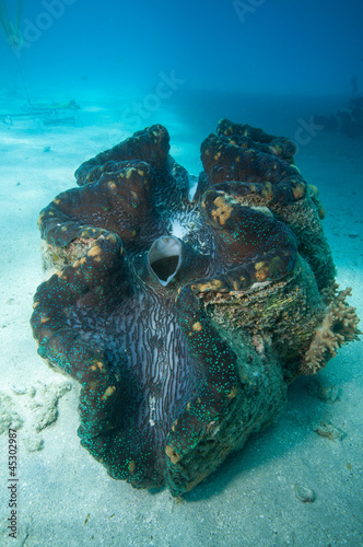 大シャコガイ 今日は とんでもないデカ貝が入りました✨ オオシャコガイの貝殻