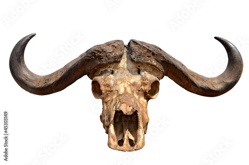 Skull of African Buffalo Isolated on White © tr3gi