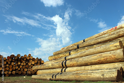 timber logs in the depot