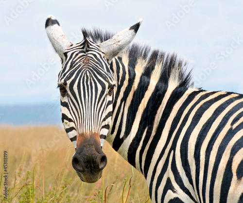 Fotografia Closeup on zebra's head looking curiously