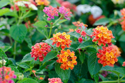 Fototapeta Naklejka Na Ścianę i Meble -  Lantana flowers