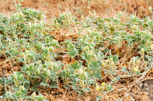 Flores y plantas silvestres