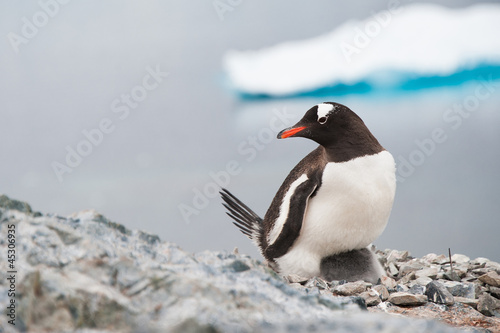 Gentoo penguin on the nest, Antarctica
