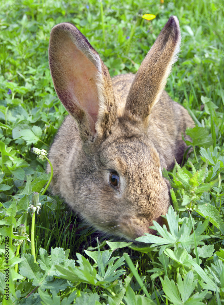 Fototapeta premium brown rabbit