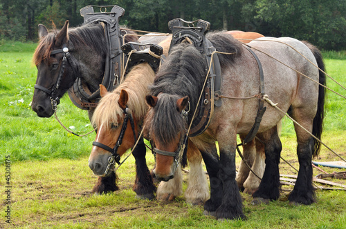 Schilderij op canvas Three yoked Belgian draft horses standing on the meadow