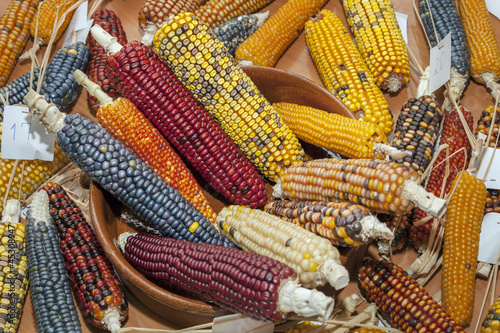 colored corn cobs