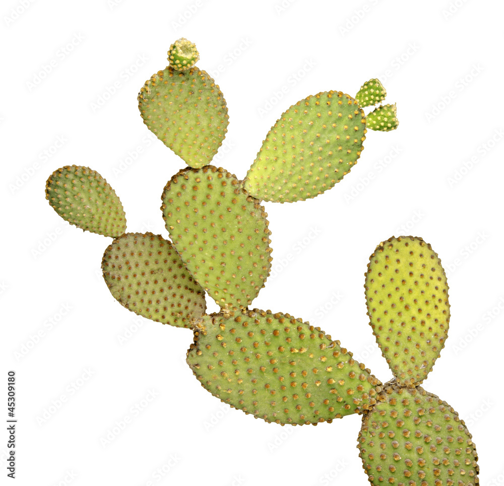 Opuntia cactus isolated on white background Opuntia cactus isolated on white background