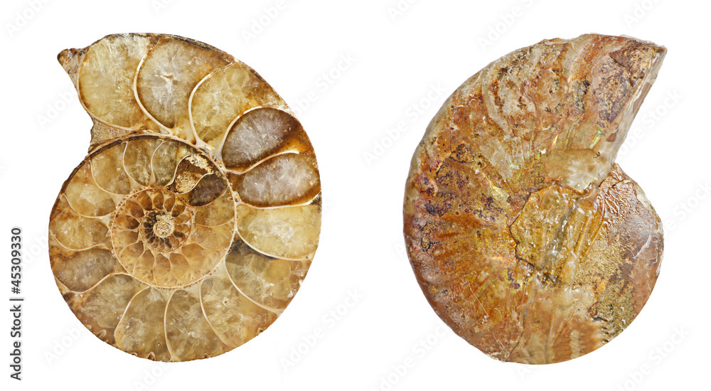 Ammonite fossil Ammonite fossil