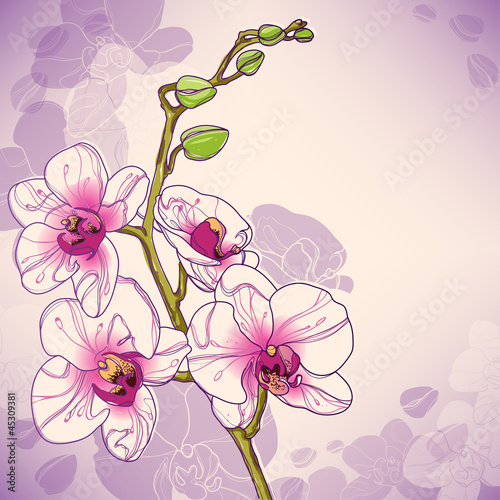 Fototapeta Naklejka Na Ścianę i Meble -  Vector branch of orchids