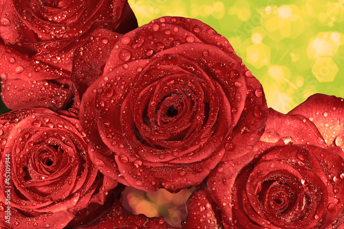 red wet roses with water droplets
