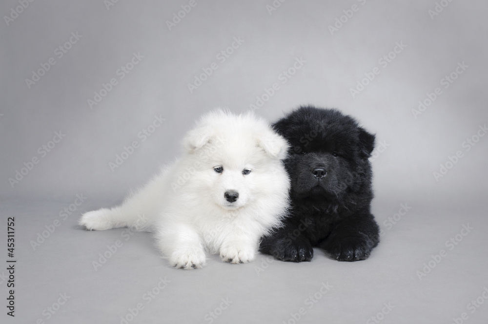 Llittle Chow chow and Samoyed  puppies portrait