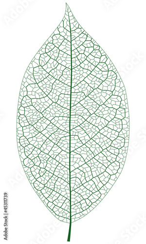 Layered Vector Illustration Of Leaf Vein