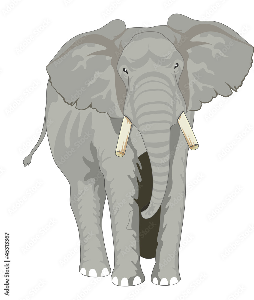 Obraz premium Elephant, illustration