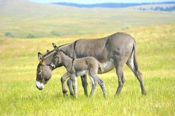 Fotobehang Ezel Moederezel met veulen in natuur  © donfink