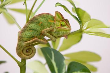 Handdoek met foto Kameleon Jemenkameleon klimt langs tak  © arturas kerdokas