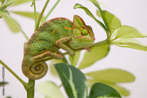 Yemen chameleon #45313965