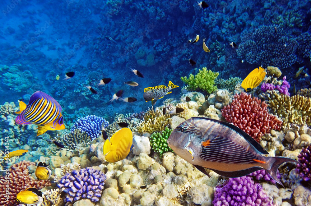 Naklejka premium Coral and fish in the Red Sea.Egypt