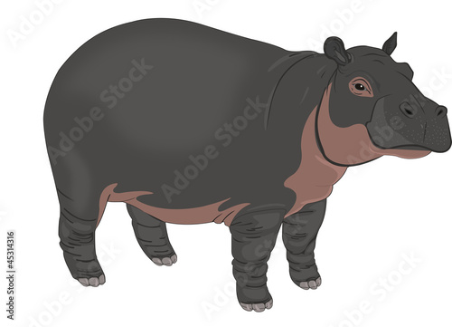 Hippopotamus or Hippopotamus amphibius, illustration