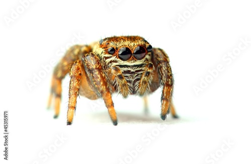 jumping spider isolated on white