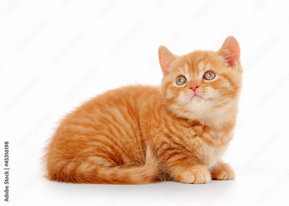 small red british kitten on white background small red british kitten on white background