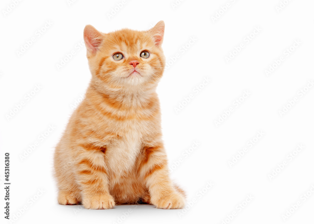 small red british kitten on white background