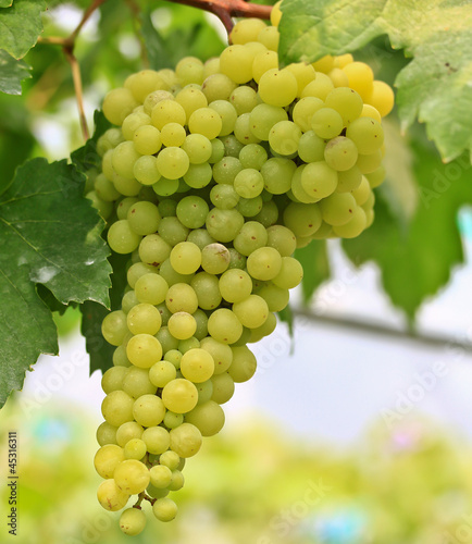 Green grapes