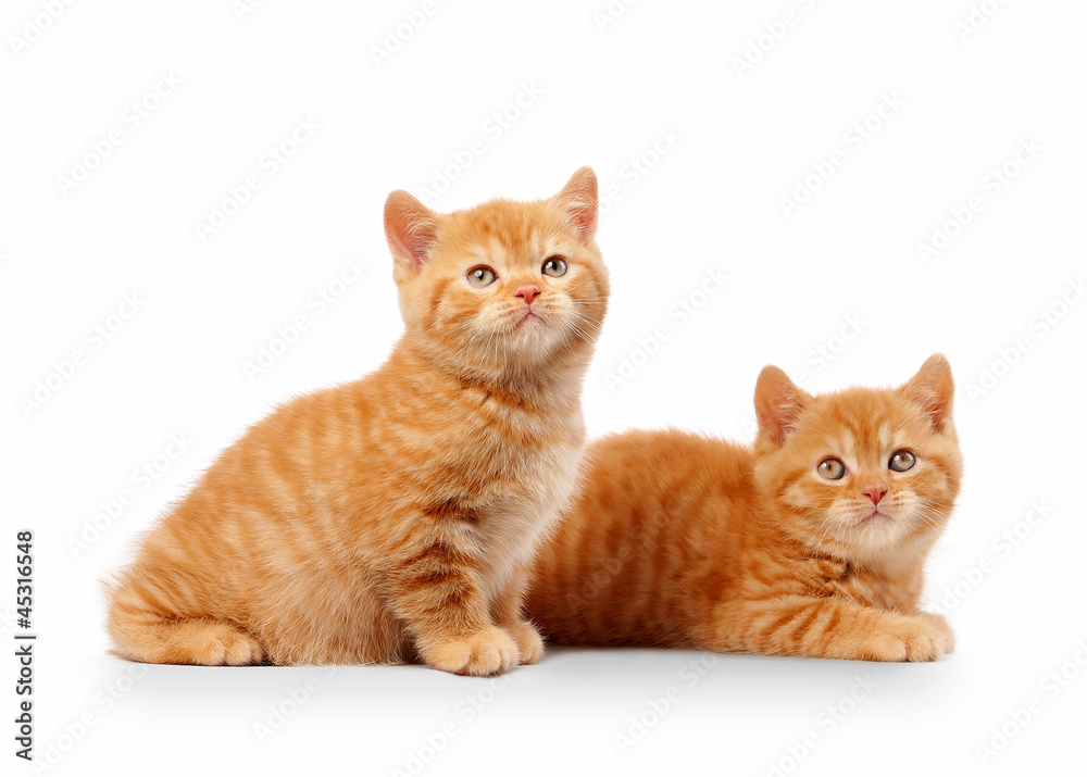 two small red british kittens on white background