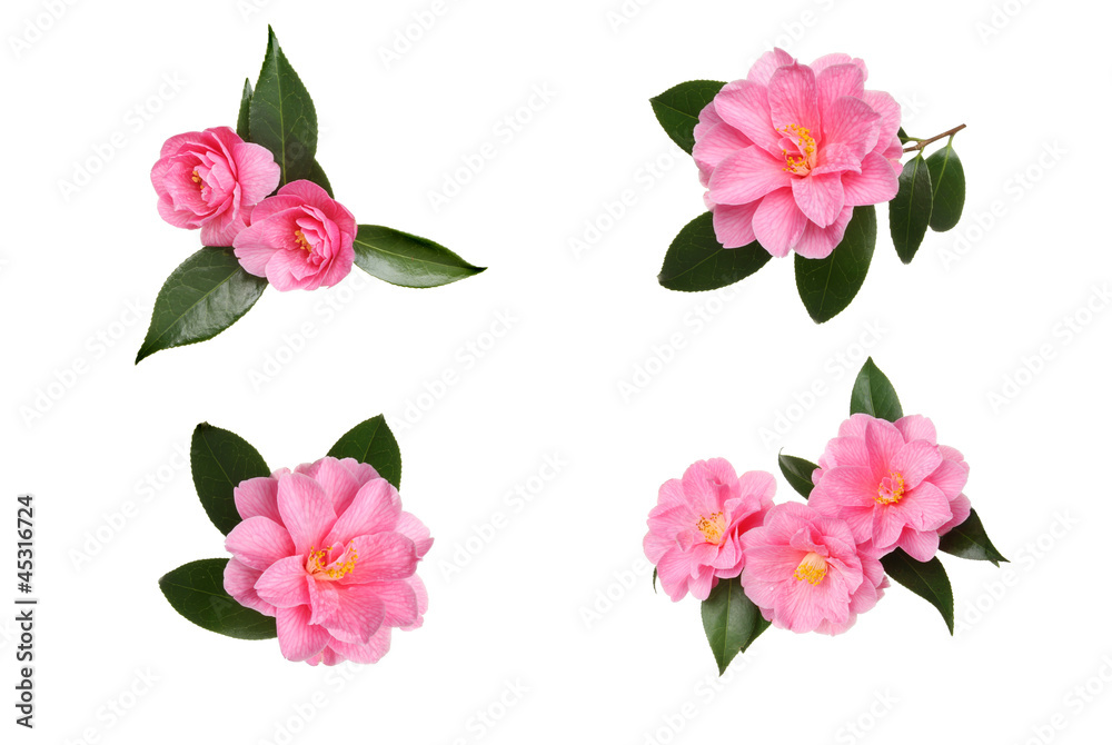 Camellia selection