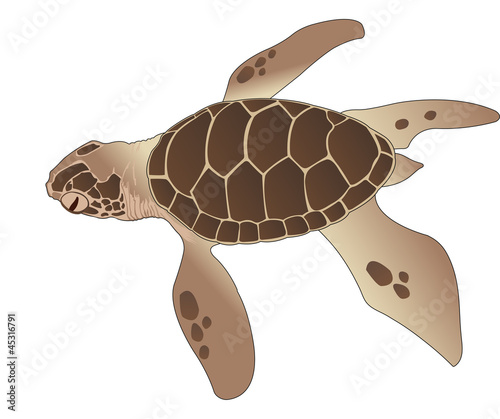 Sea Turtle, illustration photo