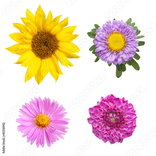 Fototapeta Naklejka Na Ścianę i Meble -  Flower selection