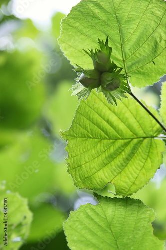 Three green hazelnuts