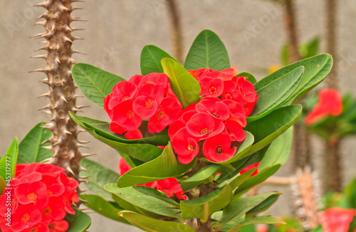euphorbia milii flowers