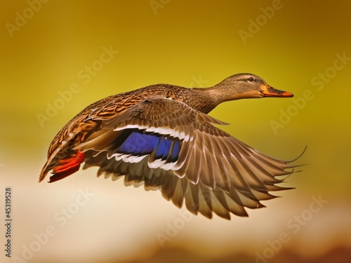 Flying duck