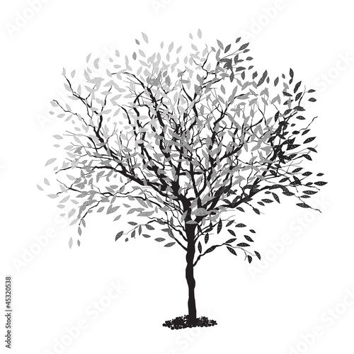Tree silhouette. The trunk and leaves in separate layers. Vector