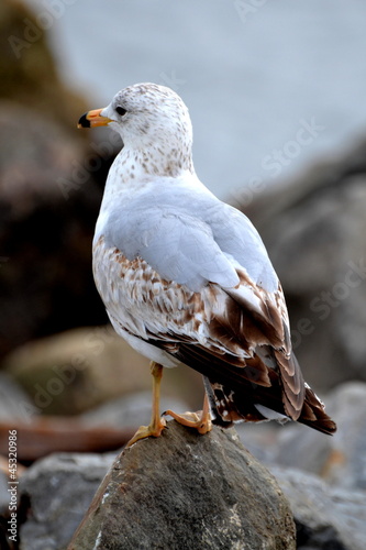 New England Seagull photo