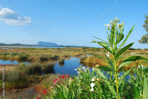 The pond of San Teodoro - Sardinia - Italy - 589